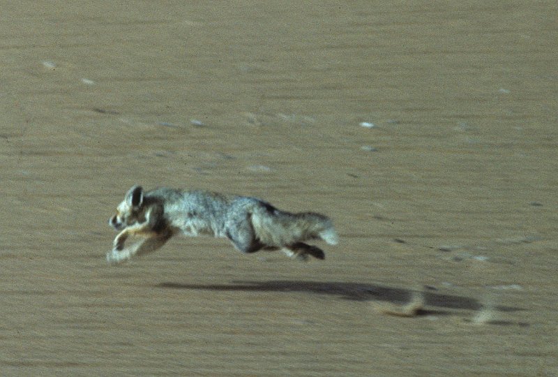 1983-0184-017-Bearbeitet-Bearbeitet.jpg - bir el hussein - flüchtender fennek