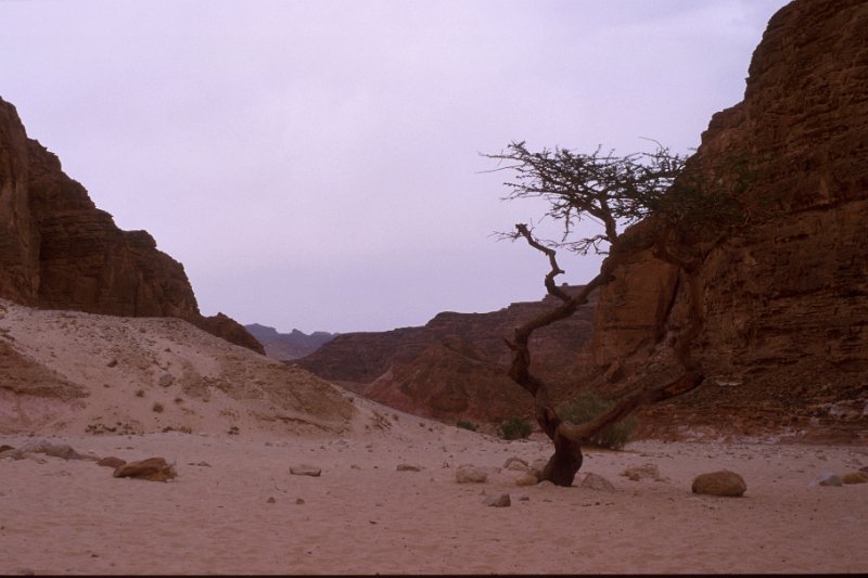sin4-30.jpg - seltene vegetation