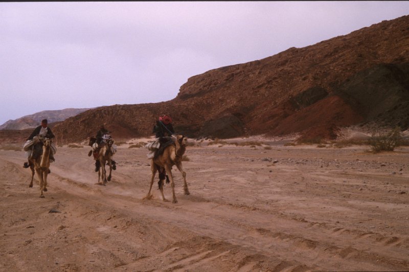 sin7-15.jpg - kamelrennen