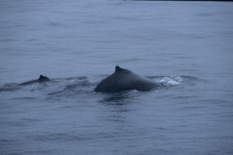326-31.tif - buckelwale