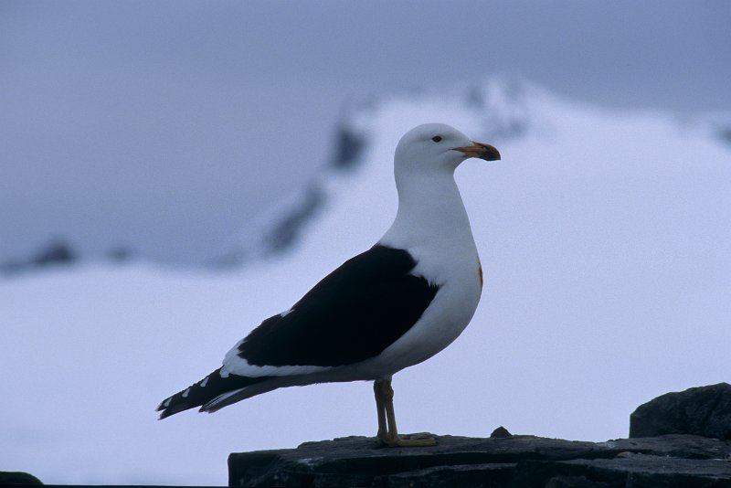 333-18.tif - larus dominicanus, dominikanermöve