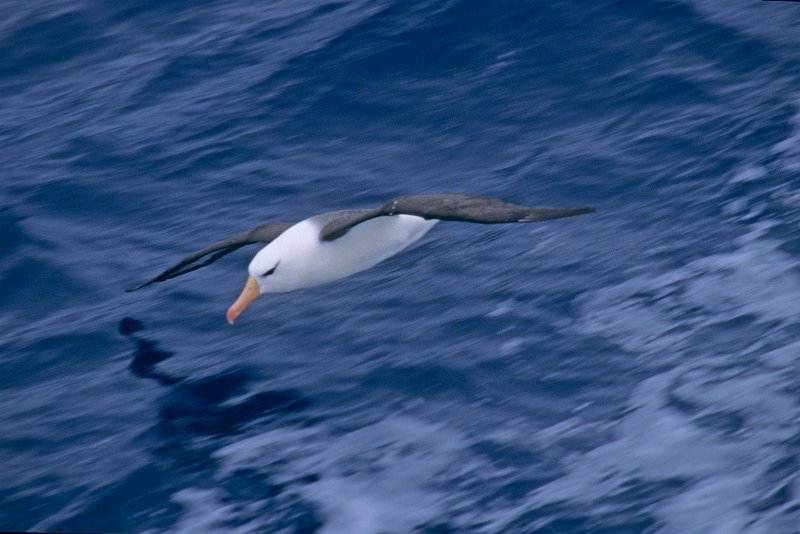 337-08-Bearbeitet.tif - schwarzbrauenalbatross