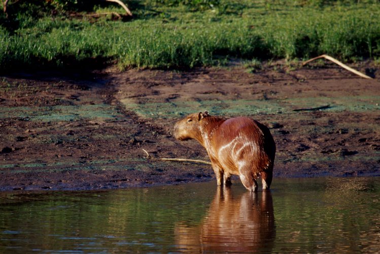 264-12.jpg - el palmar, capibara oder wasserschwein, das grösste nagetier der welt