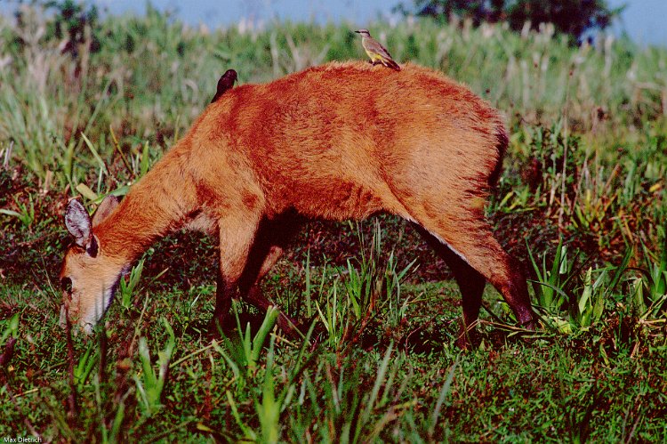 266-30.jpg - esteros del iberá, rot hirsch (red brocket deer)