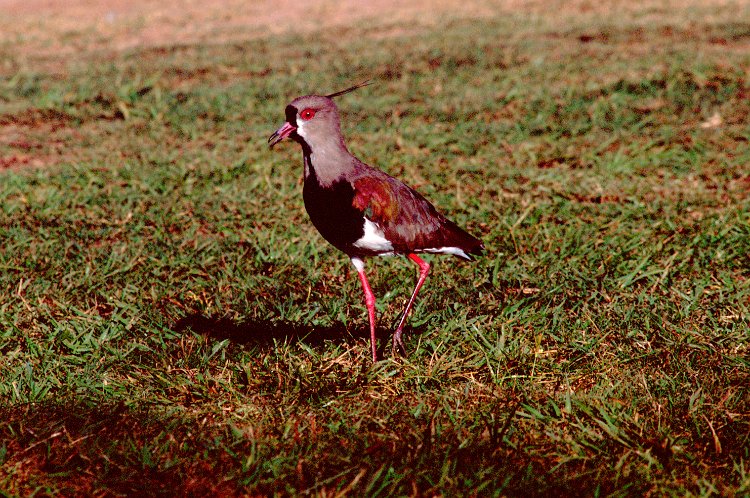 268-07.jpg - esteros del iberá, amerikanischer südkibitz