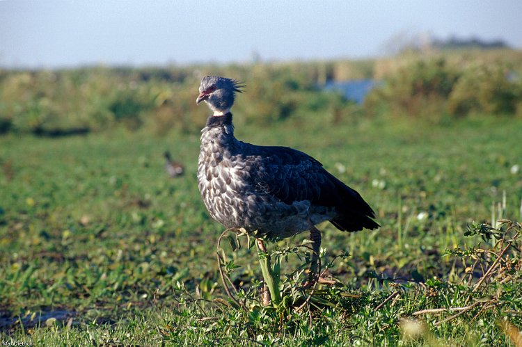 269-10.jpg - esteros del iberá, southern screamer oder strausshuhn