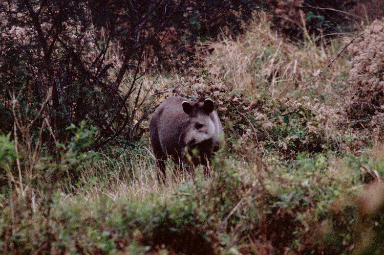 280-22.jpg - nationalpark el rey, brasilianischer tapir