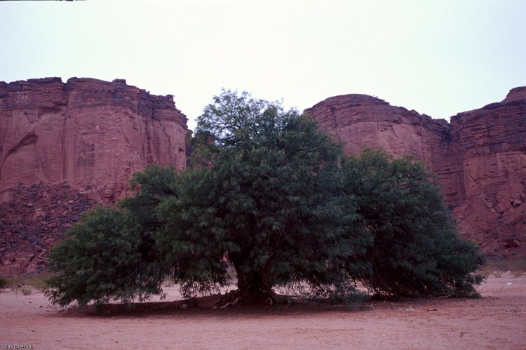 285-29.jpg - talampaya national park, der rote sandstein dominiert
