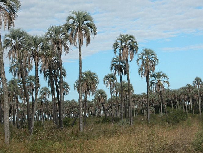 Palmenhain.JPG - el palmar, hier dürfen die palmen noch wachsen, sonst wurden sie überall als "nutzlos" geschlagen