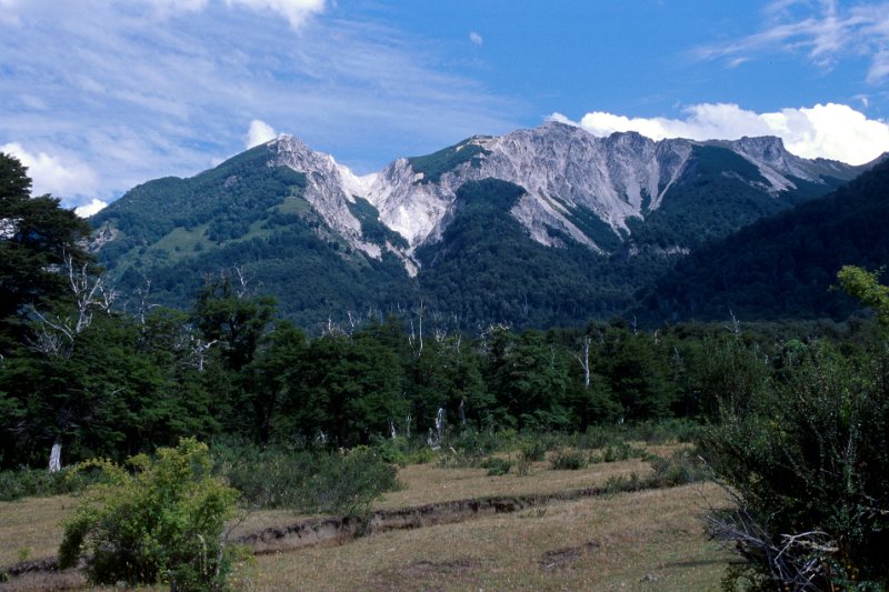 345-07.jpg - anden in neoquen