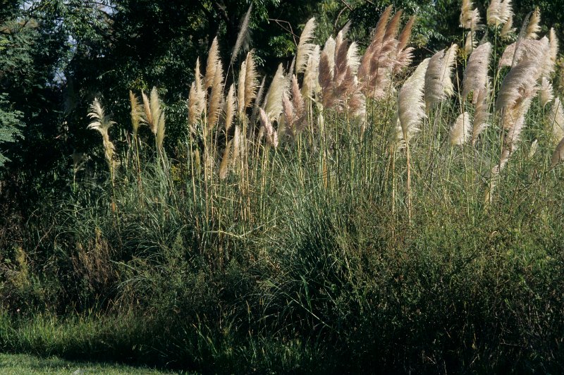 345-13.jpg - pampas gras, hier heimisch