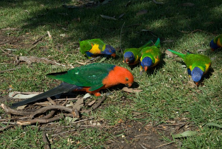 _AU20016.jpg - ein australiacher königspapagei mit regenbogen loris