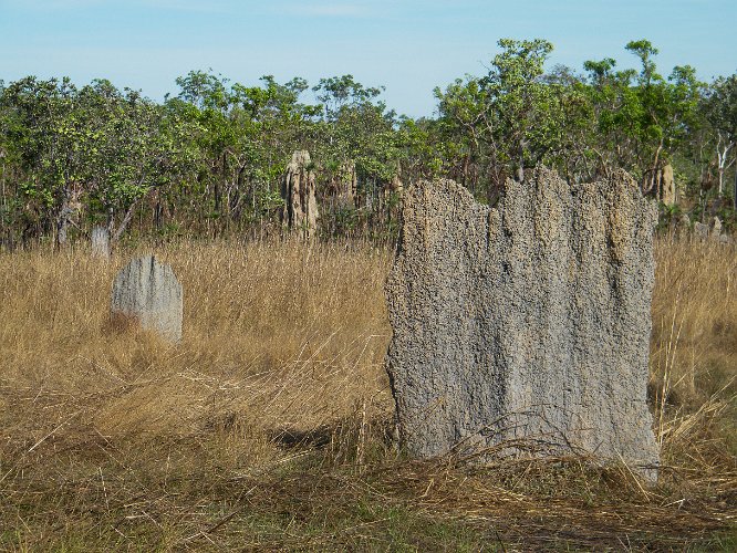 DSCF0126.jpg - magnetische termiten, diese bauten sind streng nord-süd ausgerichtet, damit erreichen die insekten eine konstante innerntemperatur