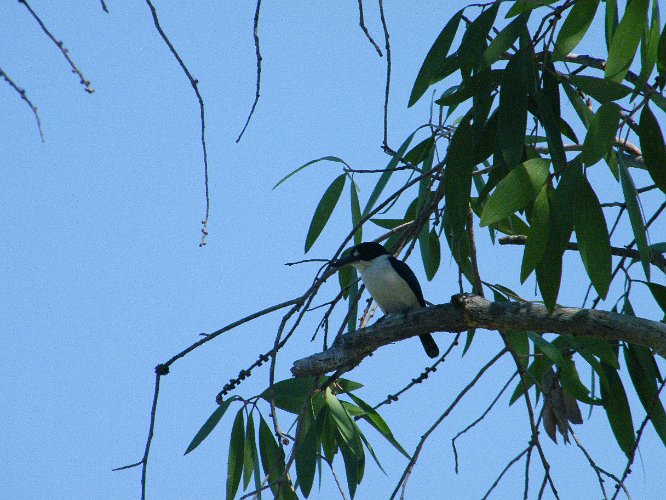 DSCF0269.jpg - forest king fisher, neben den zwei lachenden hansen gibt es in australien noch weitere neun kingfisher