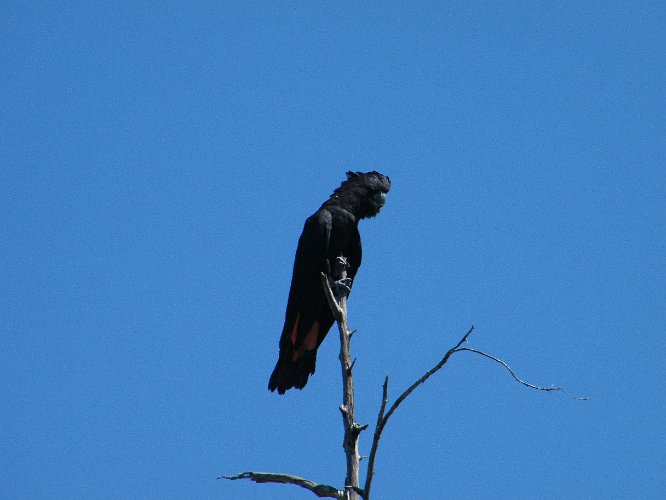 DSCF0313.jpg - schwarzer rotschwanzkakadu