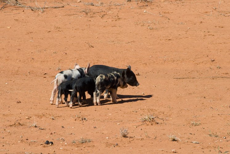 _AU10026.jpg - verwilderte schweine, australien hat eine plage von verwilderten haustieren