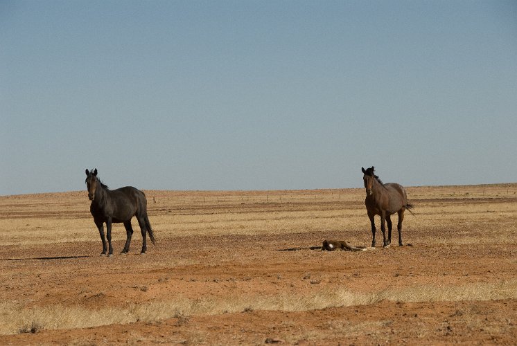 _AU10008.jpg - wilde pferde mit fohlen am birdsville track