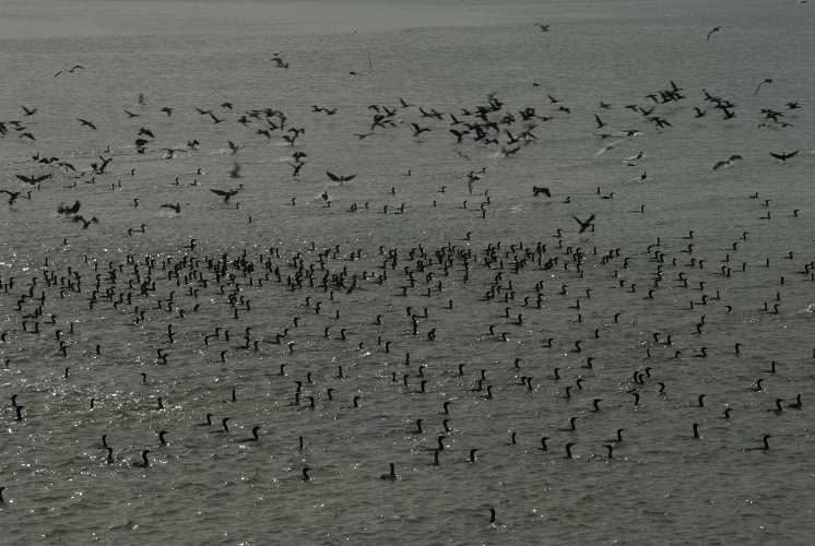 _AU30034.jpg - kormorane beim organisierten fischfang im coorong national park