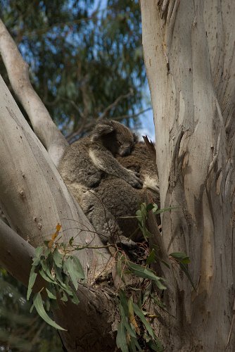 _AU30095.jpg - koala mit jungem