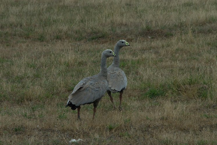 _AU40051.jpg - cape barren goose, lebt nur ganz im süden