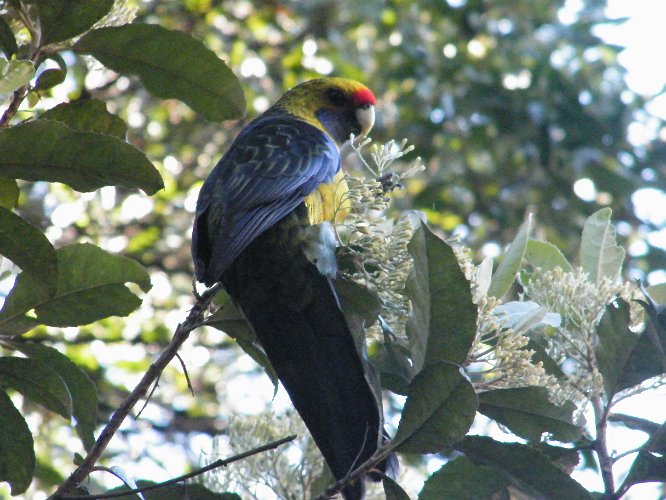 DSCF2605.jpg - green rosella, endemisch in tasmanien