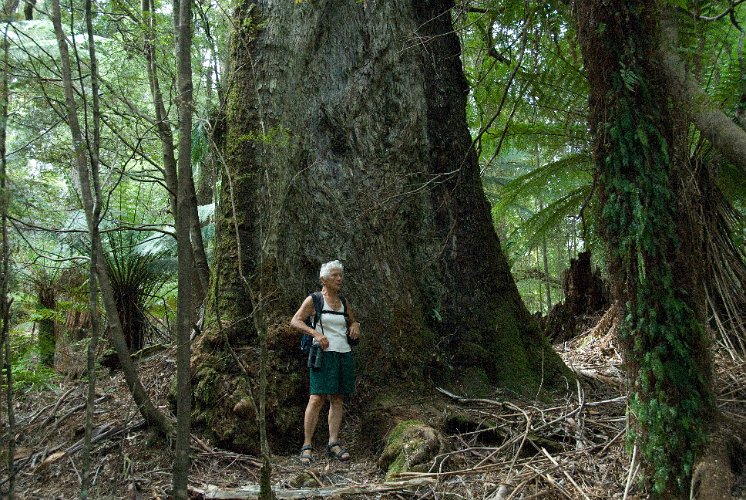 _AU30021.jpg - riesige wälder bedeckten einmal ganz tasmanien, heute sind noch wenige reste verblieben