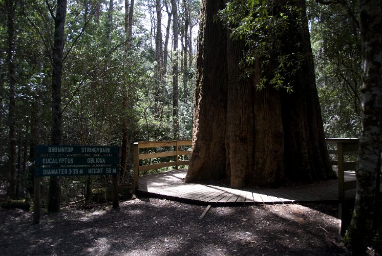 _AU30100.jpg - eucalyptus obliqua, hier genannt browntop stringybark, sonst auch messmate oder messmate stringybark bekannt