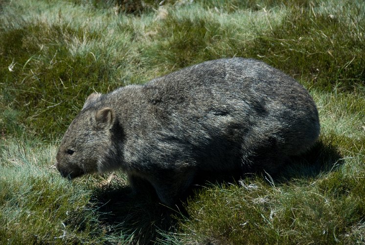 _AU30127.jpg - wombat im cradle valley