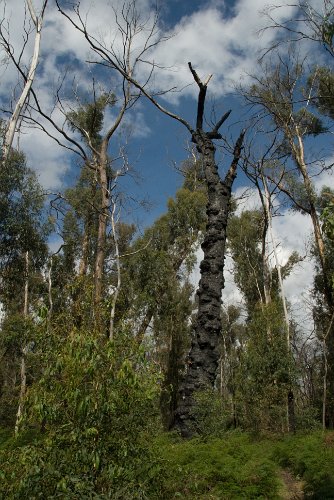 _AU30132.jpg - grampians national park. neues leben nach dem waldbrand