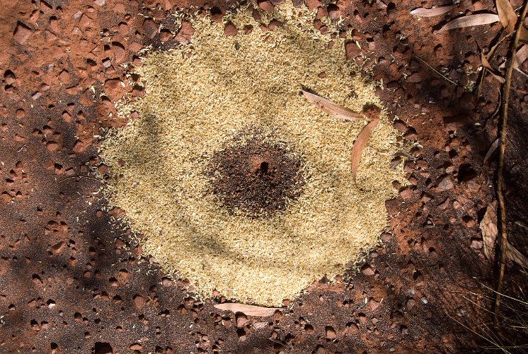 _AUS8812.jpg - hier haben ameisen einen vorrat von spinifex-samen angelegt