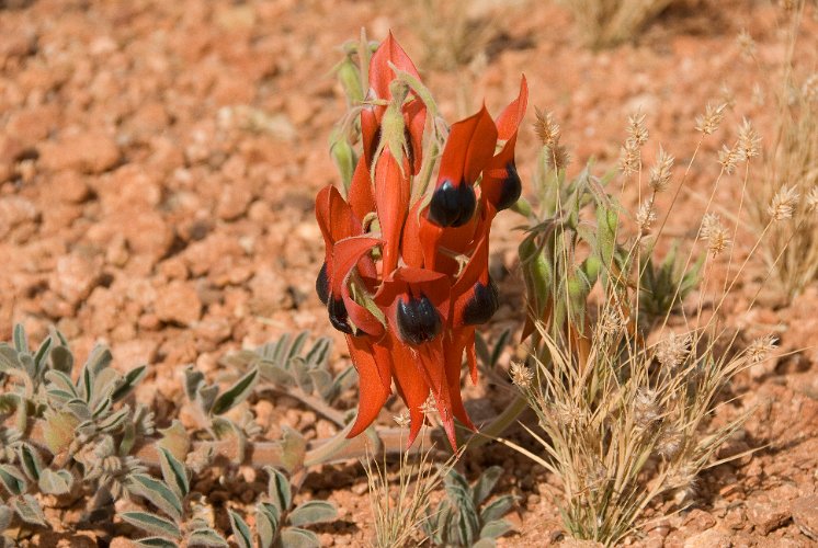 _AUS8869.jpg - wüstenerbse, desert pea, eine faszinierende pflanze