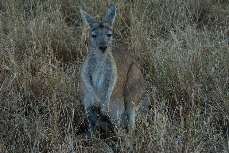_AUS8911.jpg - wallaby mit jungem