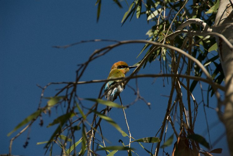 _AUS8997.jpg - regenbogen bienenfresser, schillender vogel den man oft in der nähe von wasser trifft