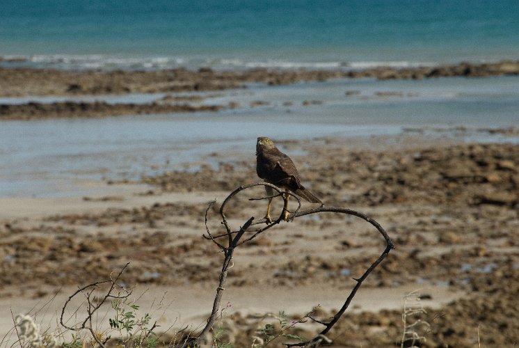 _AUS9099.jpg - greifvogel