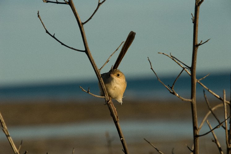 _AUS9113.jpg - einer der vielen grass wrens, zaunkönig