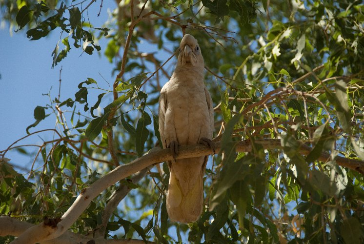 _AUS9181.jpg - kleiner corella, gemeinsam haben die kakadus, dass sie immer sehr laut sind