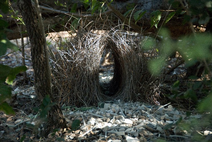 _AUS9185.jpg - hochzeitsvilla des bowerbird, er baut ein so kompliziertes hotel, nur um einmal hochzeit zu halten, dann trennt sich frau von ihm und baut sich ihr eigenes nest