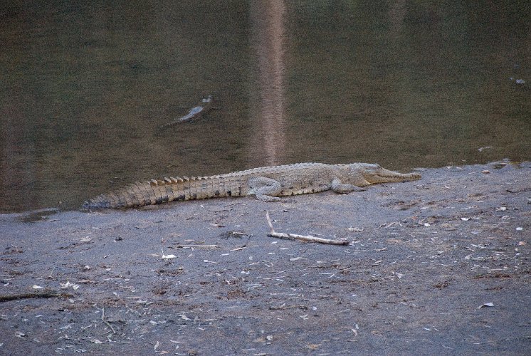 _AUS9207.jpg - süswasserkrokodile oder freshies sind meist harmlos, können sich aber wehren