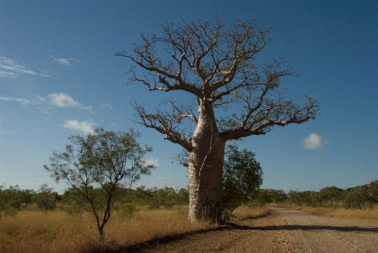 _AUS9234.jpg - flaschenbaum, die australier nennen ihr "boab", vermutlich eine kürzung des baobab