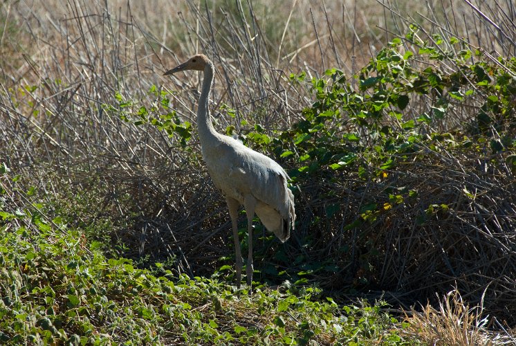 _AUS9285.jpg - brolga, ein kranich