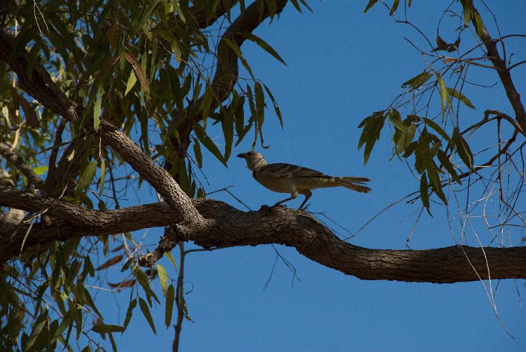 _AUS9324.jpg - yellow wattlebird