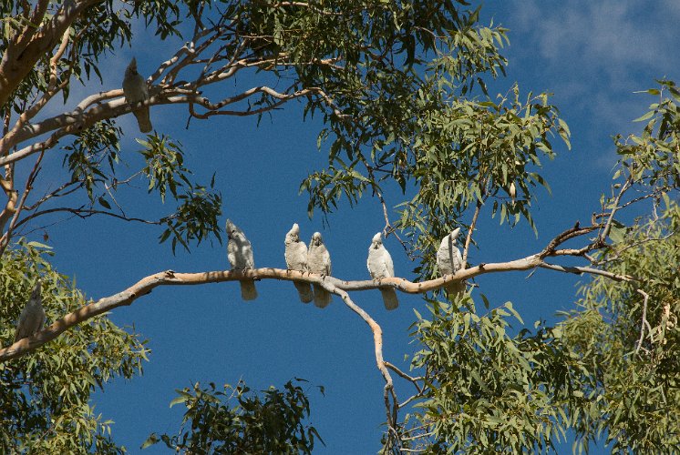 _AUS9336.jpg - corellas, mit riesem lärm streifen sie umher