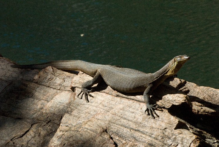 _AUS9376.jpg - water monitor, waran