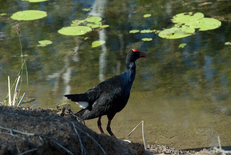 _AUS9429.jpg - sumpfhuhn