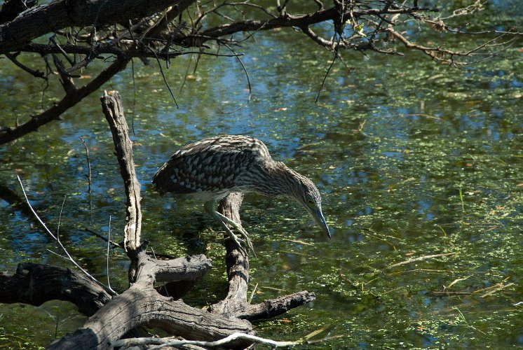 _AUS9677.jpg - australische rohrdommel