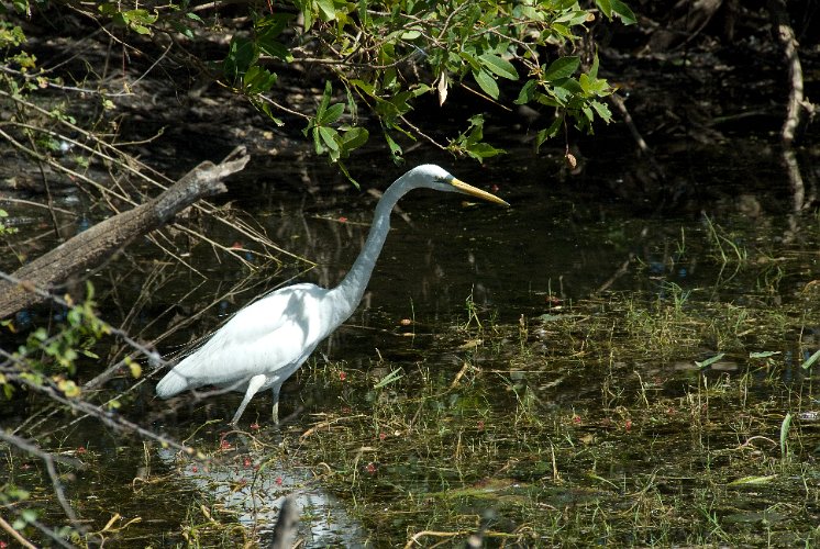 _AUS9696.jpg - seidenreiher