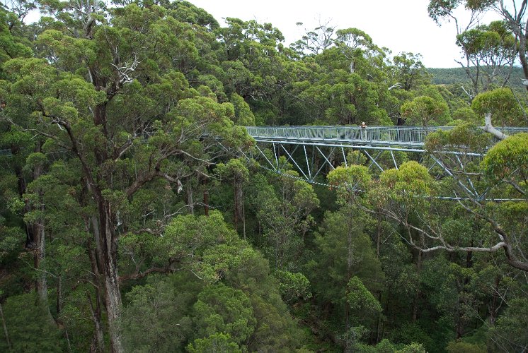 _AU40105.jpg - hoch über dem boden in den baumwipfeln, die karri (eucalyptus diversicolor) wird bis zu 85 meter hoch