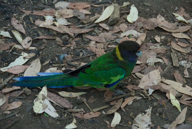 _AU40169.jpg - ein ringneck, je nach gegend verschieden