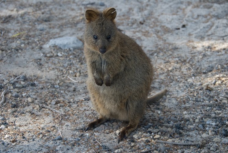 _AUS8049.jpg - quokka, holländer glaubten es seien ratten und nannten die insel mit den quokkas, rotnest, rattennest, dieser hier war ein echtes schlitzohr