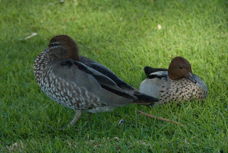 _AUS8152.jpg - australien wood duck